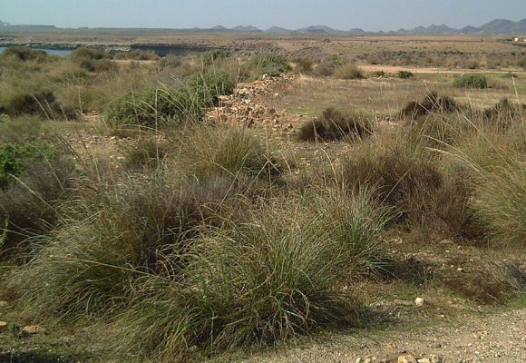 L’alfa, richesse verte tunisienne, pilier de la durabilité