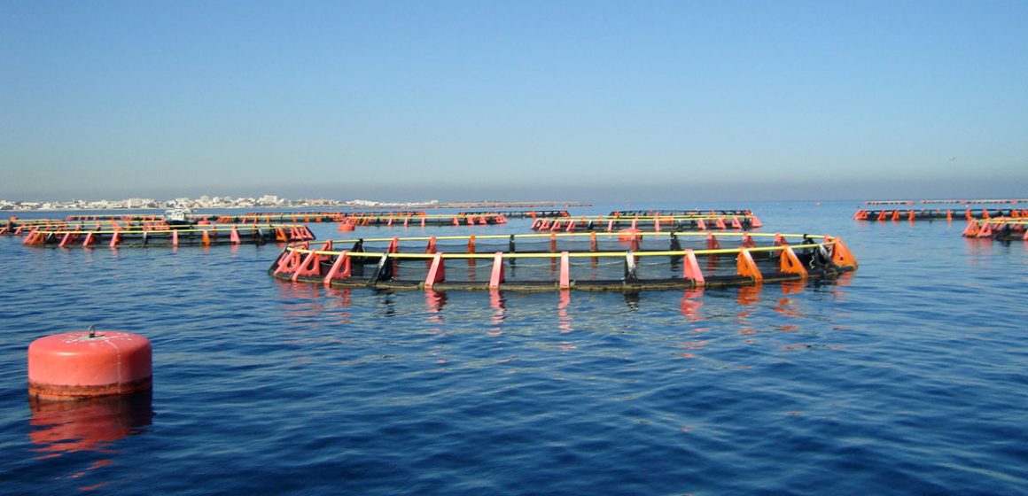 La Tunisie, une puissance méditerranéenne en aquaculture