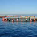 La Tunisie, une puissance méditerranéenne en aquaculture