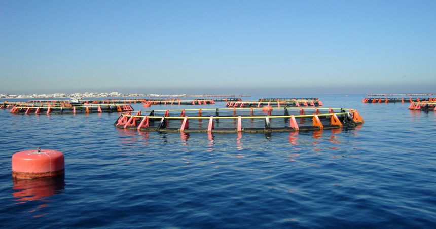 La Tunisie, une puissance méditerranéenne en aquaculture