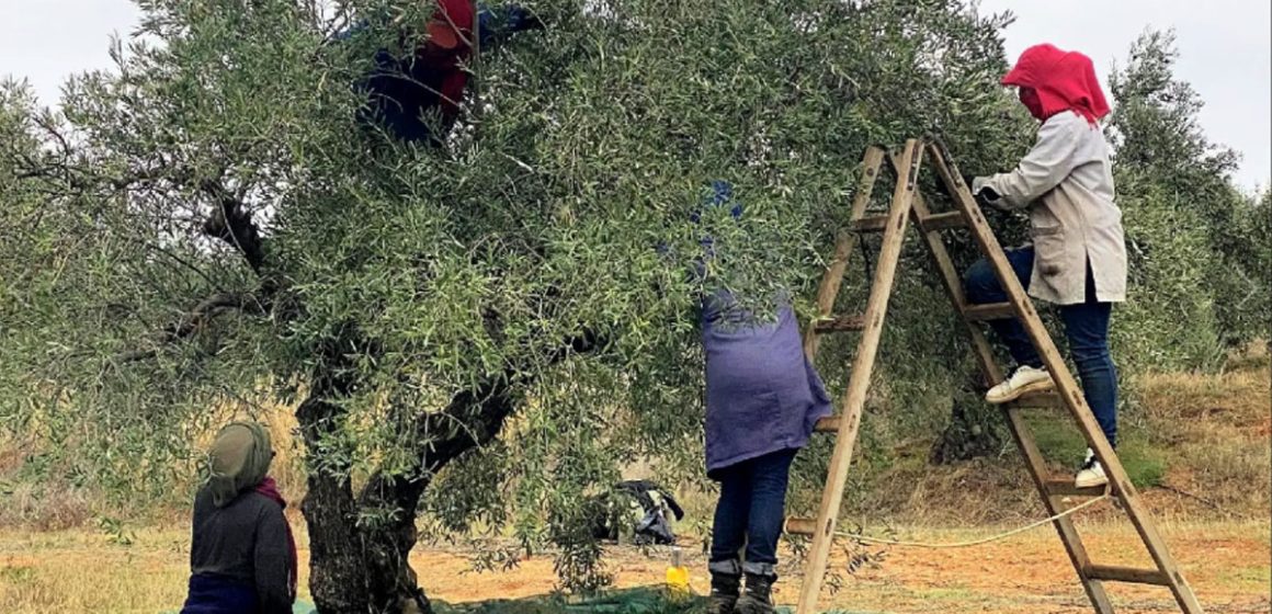 La Tunisie face aux perturbations du marché mondial de l’huile d’olive