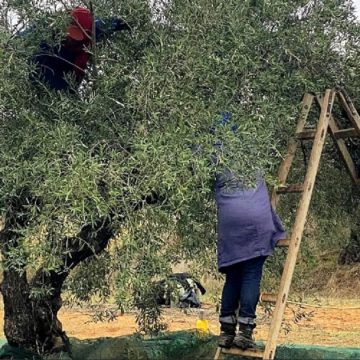 La Tunisie, 2e exportateur d’huile d’olive derrière l’Espagne en 2024-2025