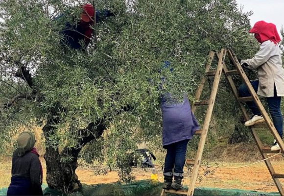 La Tunisie face aux perturbations du marché mondial de l’huile d’olive