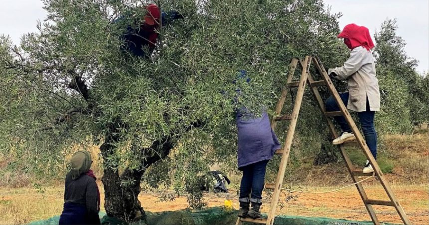La Tunisie, 2e exportateur d’huile d’olive derrière l’Espagne en 2024-2025