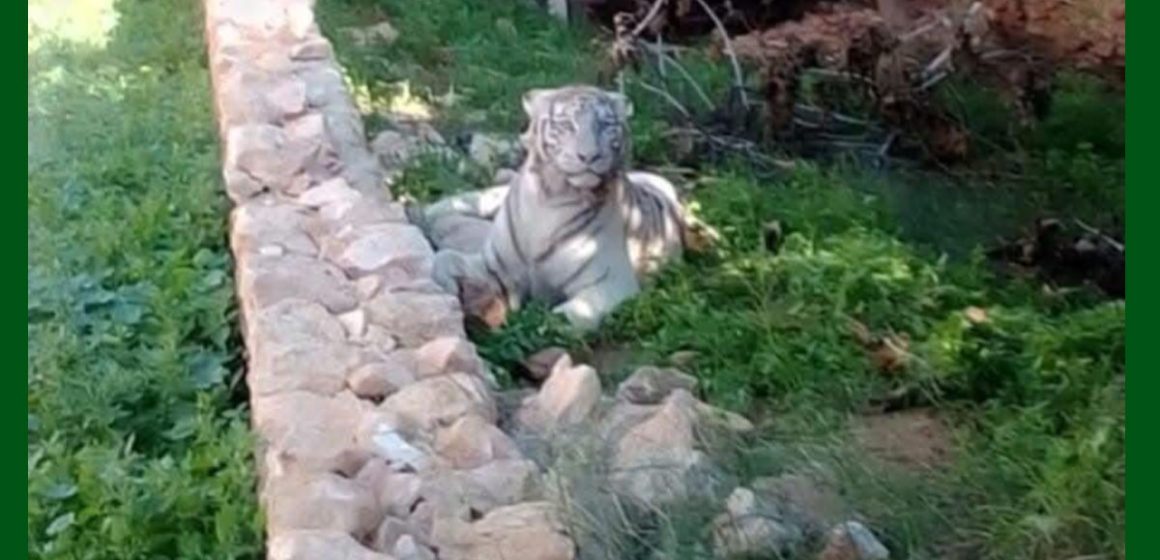 Tunisie : un tigre blanc abattu à Sfax