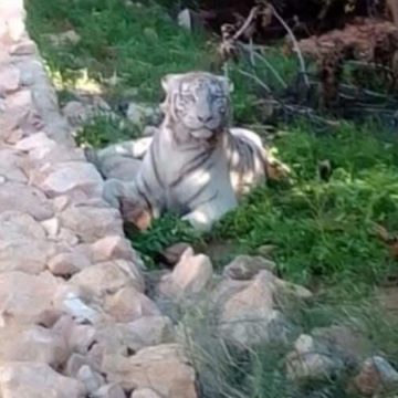 Tunisie : un tigre blanc abattu à Sfax