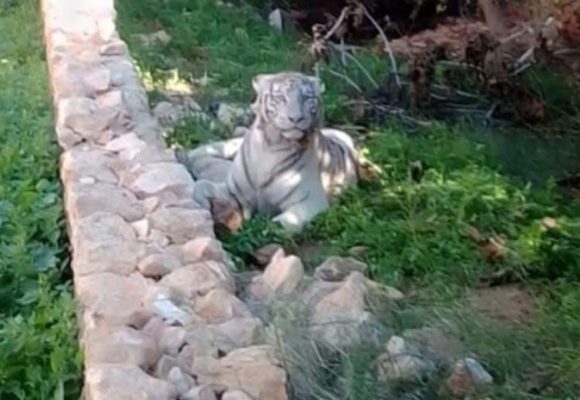 Tunisie : un tigre blanc abattu à Sfax