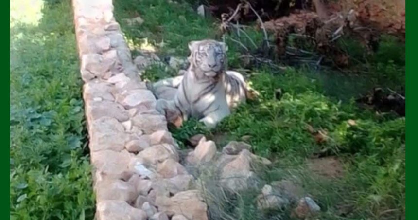 Tunisie : un tigre blanc abattu à Sfax