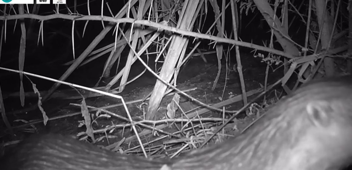 Confirmation de la présence de la loutre eurasienne en Tunisie (Vidéo)