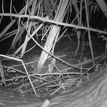 Confirmation de la présence de la loutre eurasienne en Tunisie (Vidéo)