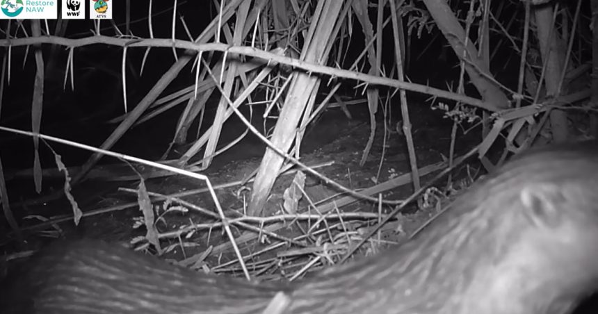 Confirmation de la présence de la loutre eurasienne en Tunisie (Vidéo)
