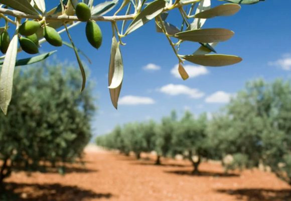 L’Algérie veut développer son oléiculture