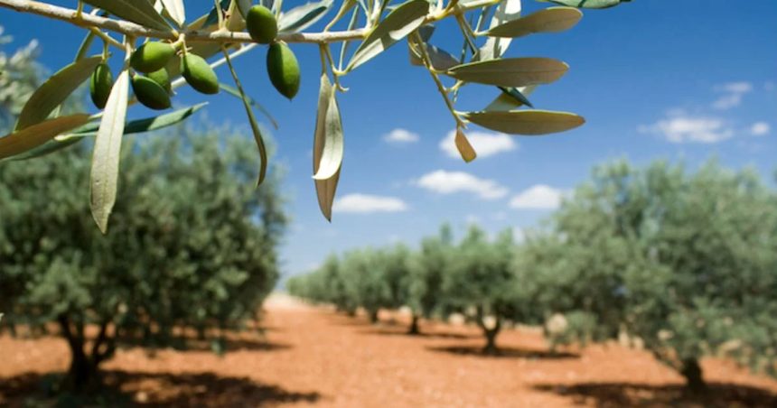 L’Algérie veut développer son oléiculture