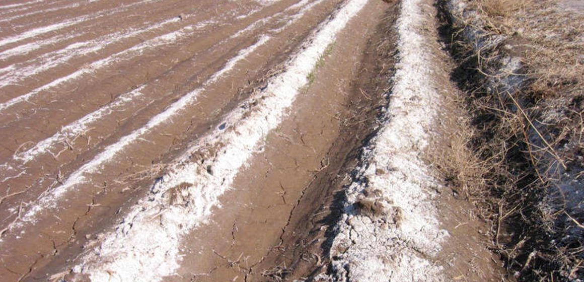 Stratégies pour faire face à la salinité des sols dans la région Mena