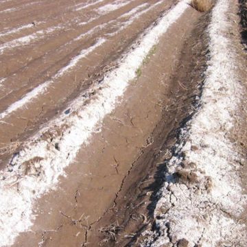 Stratégies pour faire face à la salinité des sols dans la région Mena