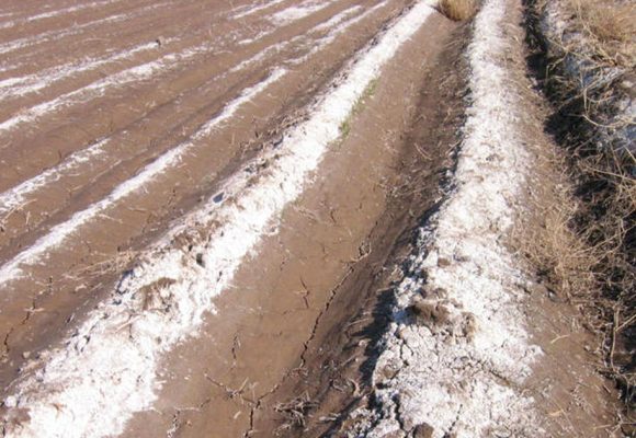 Stratégies pour faire face à la salinité des sols dans la région Mena