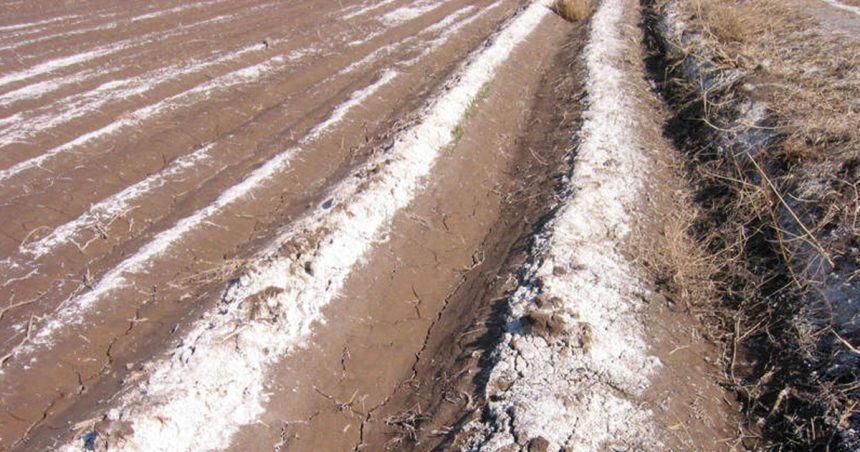Stratégies pour faire face à la salinité des sols dans la région Mena