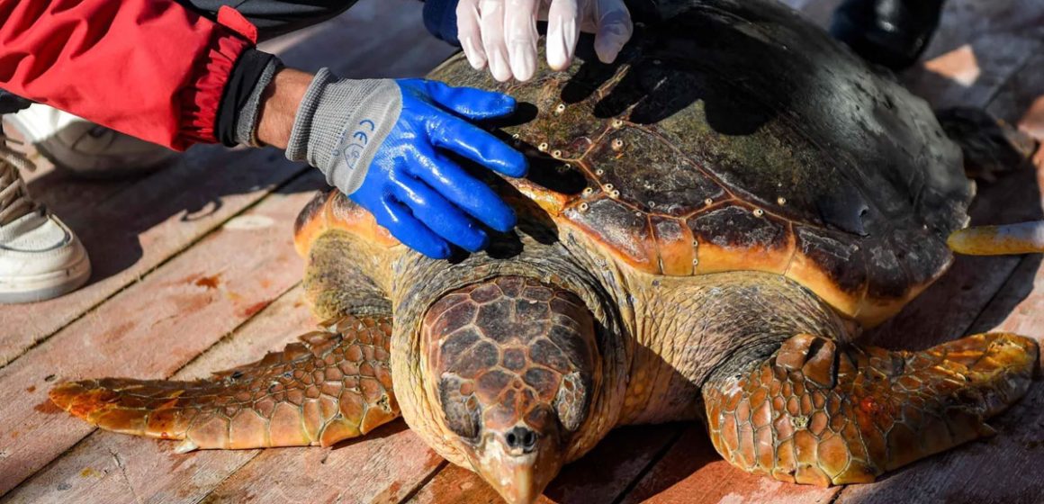 Tunisie : Kerkennah offre de l’espoir aux tortues marines vulnérables