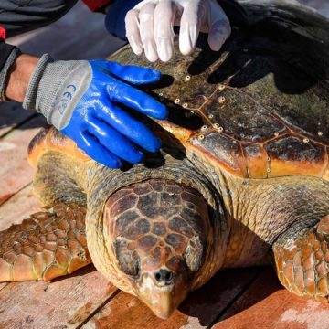 Tunisie : Kerkennah offre de l’espoir aux tortues marines vulnérables