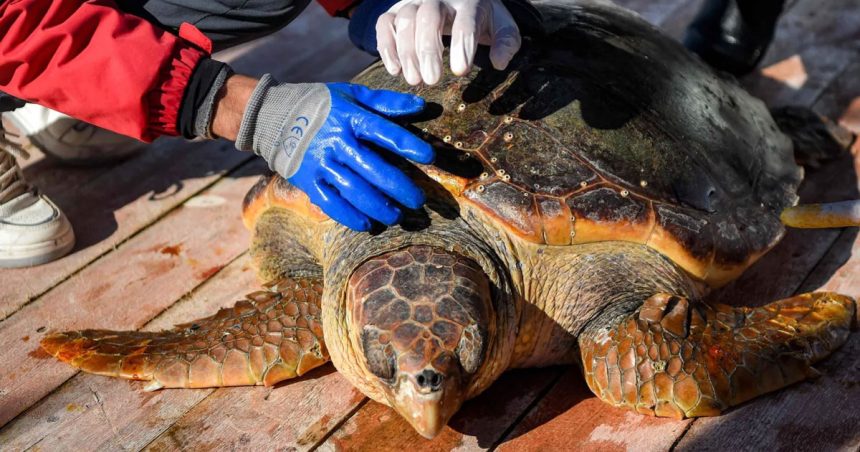Tunisie : Kerkennah offre de l’espoir aux tortues marines vulnérables