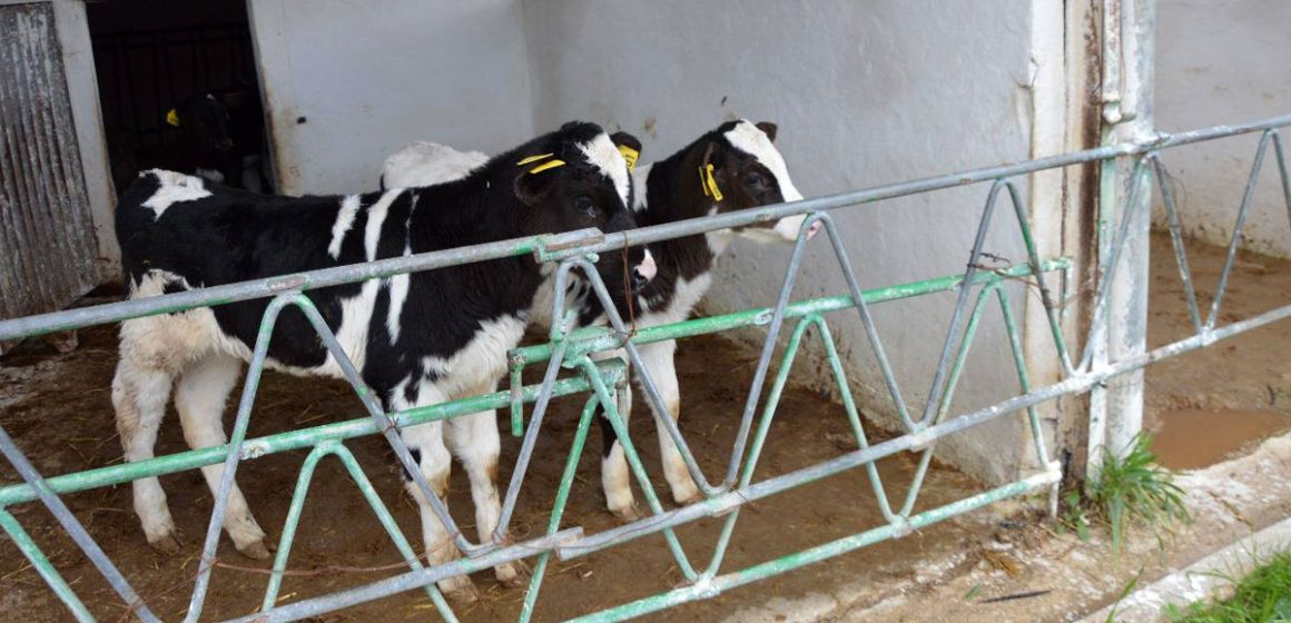 Veaux-Elevage-Sbikha La Tunisie renforce les contrôles sanitaires du cheptel