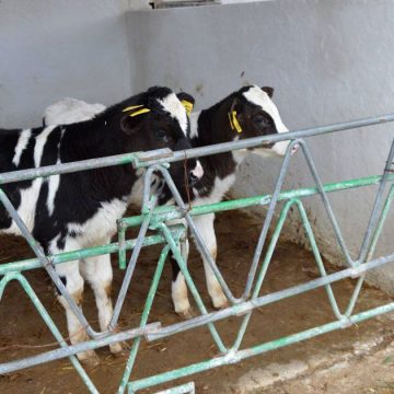 Veaux-Elevage-Sbikha La Tunisie renforce les contrôles sanitaires du cheptel