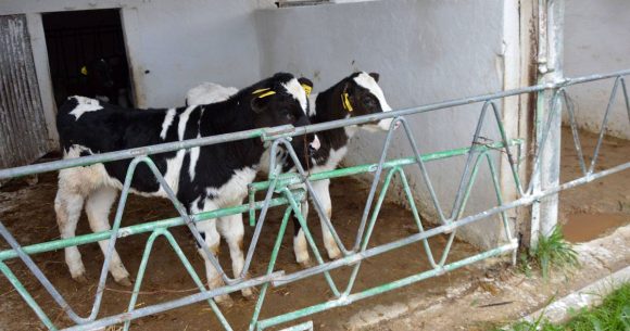 Veaux-Elevage-Sbikha La Tunisie renforce les contrôles sanitaires du cheptel