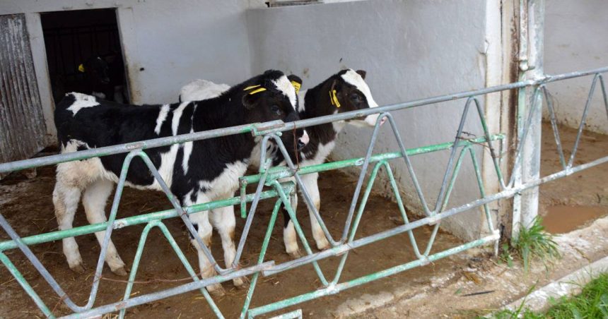 Veaux-Elevage-Sbikha La Tunisie renforce les contrôles sanitaires du cheptel