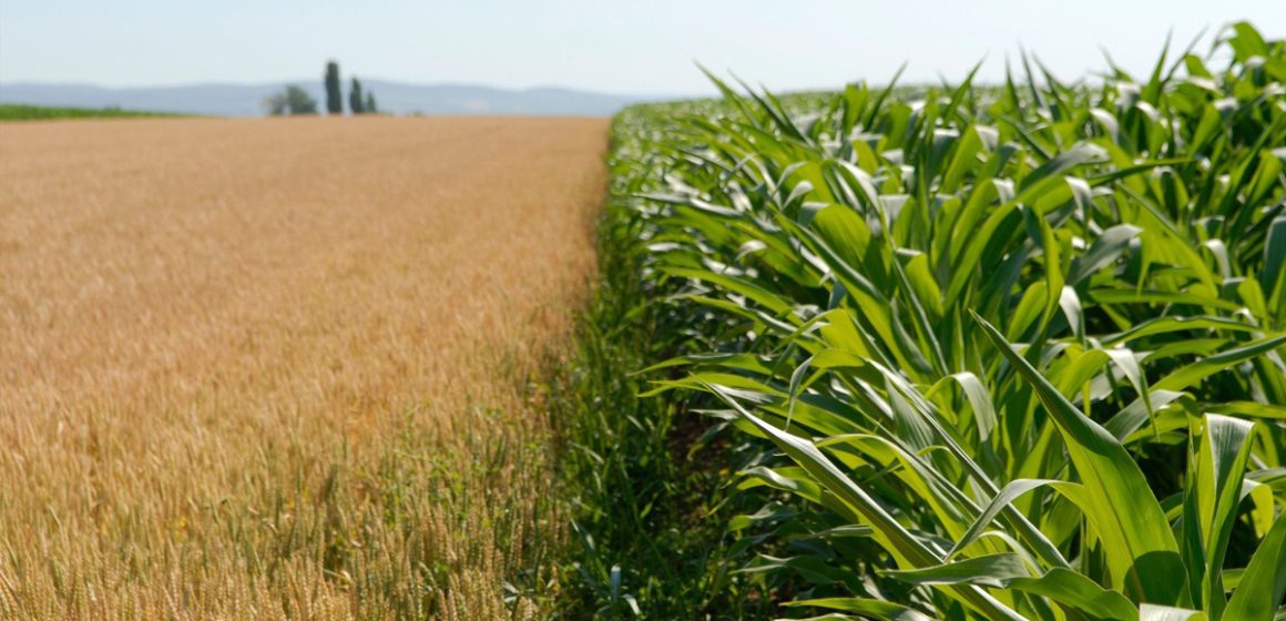 « Vers une agriculture résiliente » : Journée scientifique à la Cité des sciences de Tunis