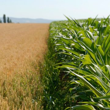 « Vers une agriculture résiliente » : Journée scientifique à la Cité des sciences de Tunis