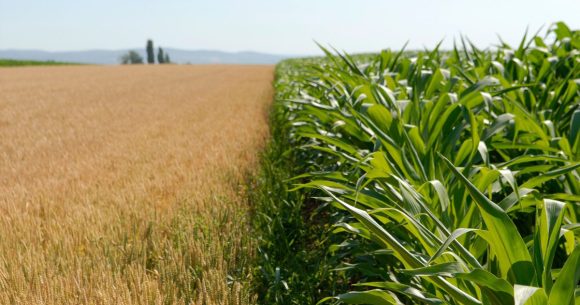 Accélérer la transition écologique des systèmes agroalimentaires en Tunisie