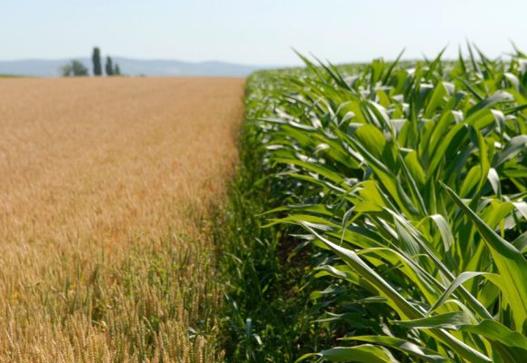 « Vers une agriculture résiliente » : Journée scientifique à la Cité des sciences de Tunis