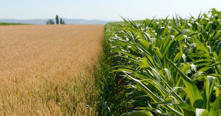 Accélérer la transition écologique des systèmes agroalimentaires en Tunisie
