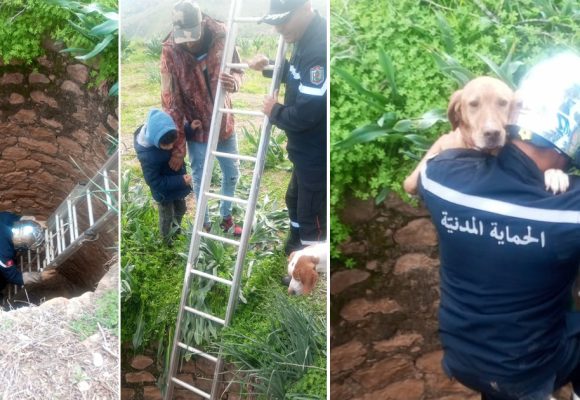 Jendouba : Un chien tombé dans un puits sauvé par la protection civile