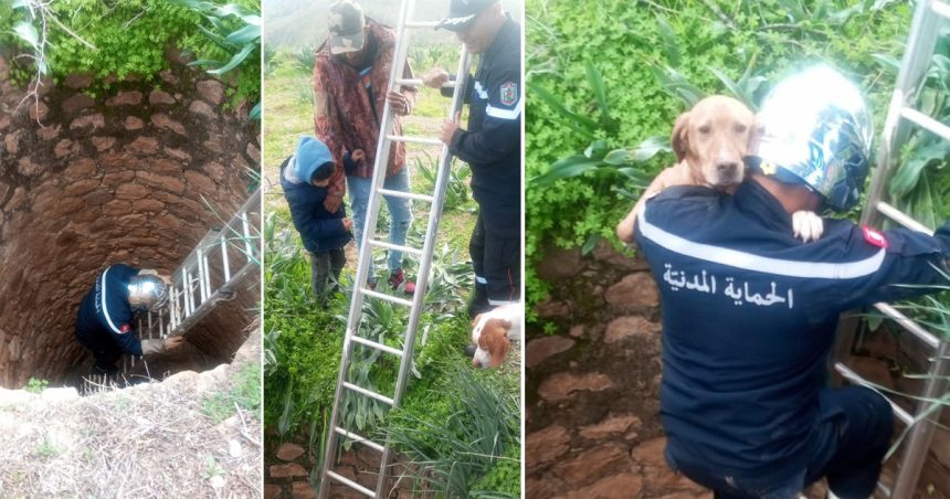 Jendouba : Un chien tombé dans un puits sauvé par la protection civile