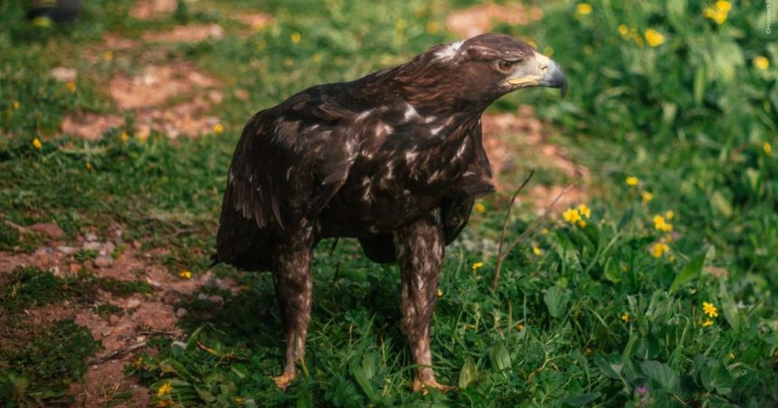 Un aigle royal secouru en Tunisie