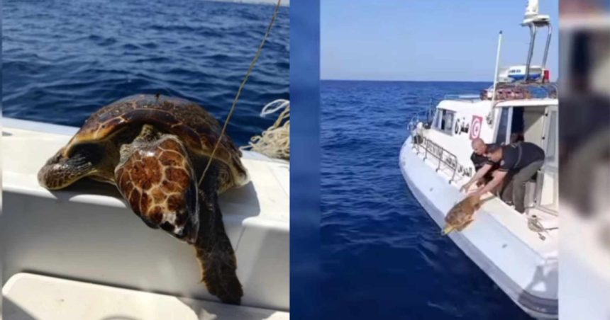 La garde maritime tunisienne au secours d’une tortue piégée en mer