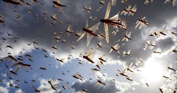 Tataouine se prépare à faire face à l’invasion des criquets