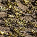 La FAO alerte sur la menace des criquets pèlerins en Afrique du Nord