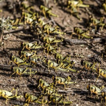 La FAO alerte sur la menace des criquets pèlerins en Afrique du Nord