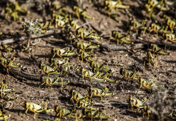 La FAO alerte sur la menace des criquets pèlerins en Afrique du Nord