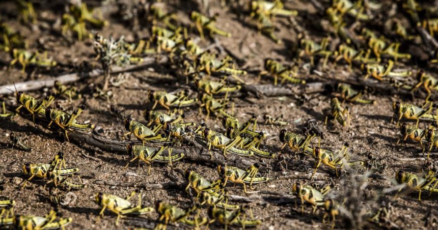La FAO alerte sur la menace des criquets pèlerins en Afrique du Nord