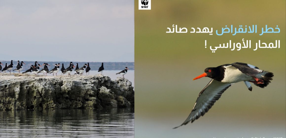 Alerte sur les oiseaux migrateurs en voie d’extinction en Afrique du Nord