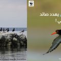 Alerte sur les oiseaux migrateurs en voie d’extinction en Afrique du Nord