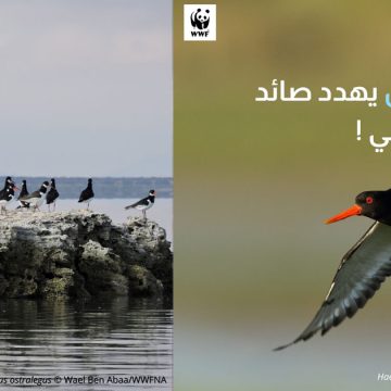 Alerte sur les oiseaux migrateurs en voie d’extinction en Afrique du Nord