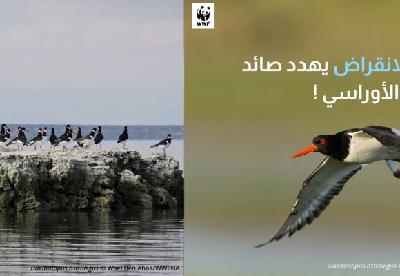Alerte sur les oiseaux migrateurs en voie d’extinction en Afrique du Nord