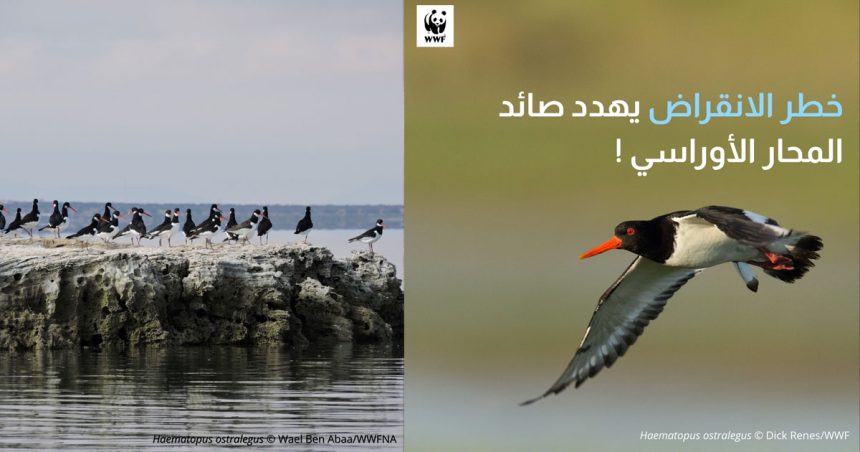 Alerte sur les oiseaux migrateurs en voie d’extinction en Afrique du Nord