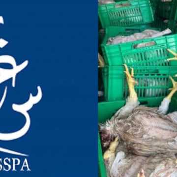 Sousse | Saisie de plus de 915 kg de poulet impropre à la consommation (INSSPA)