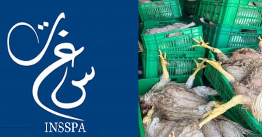 Sousse | Saisie de plus de 915 kg de poulet impropre à la consommation (INSSPA)