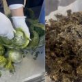 Douane | Saisie de 2.5 kg de marijuana à l’aéroport de Tunis-Carthage